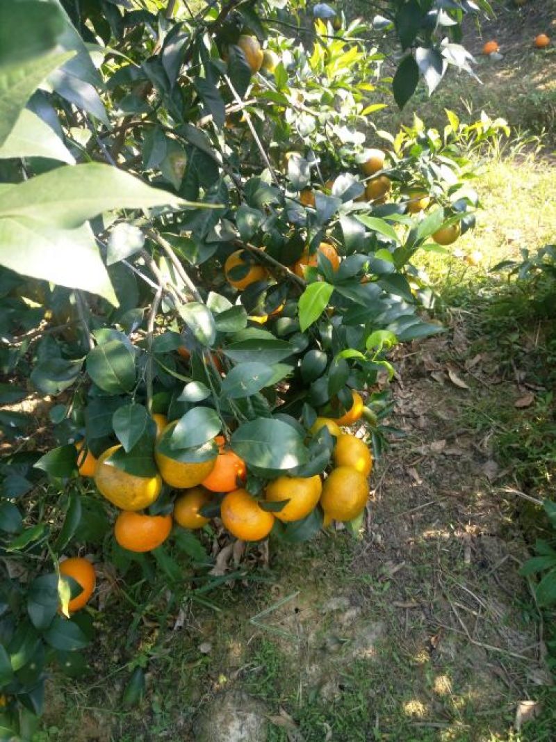 沃柑苗30~50cm