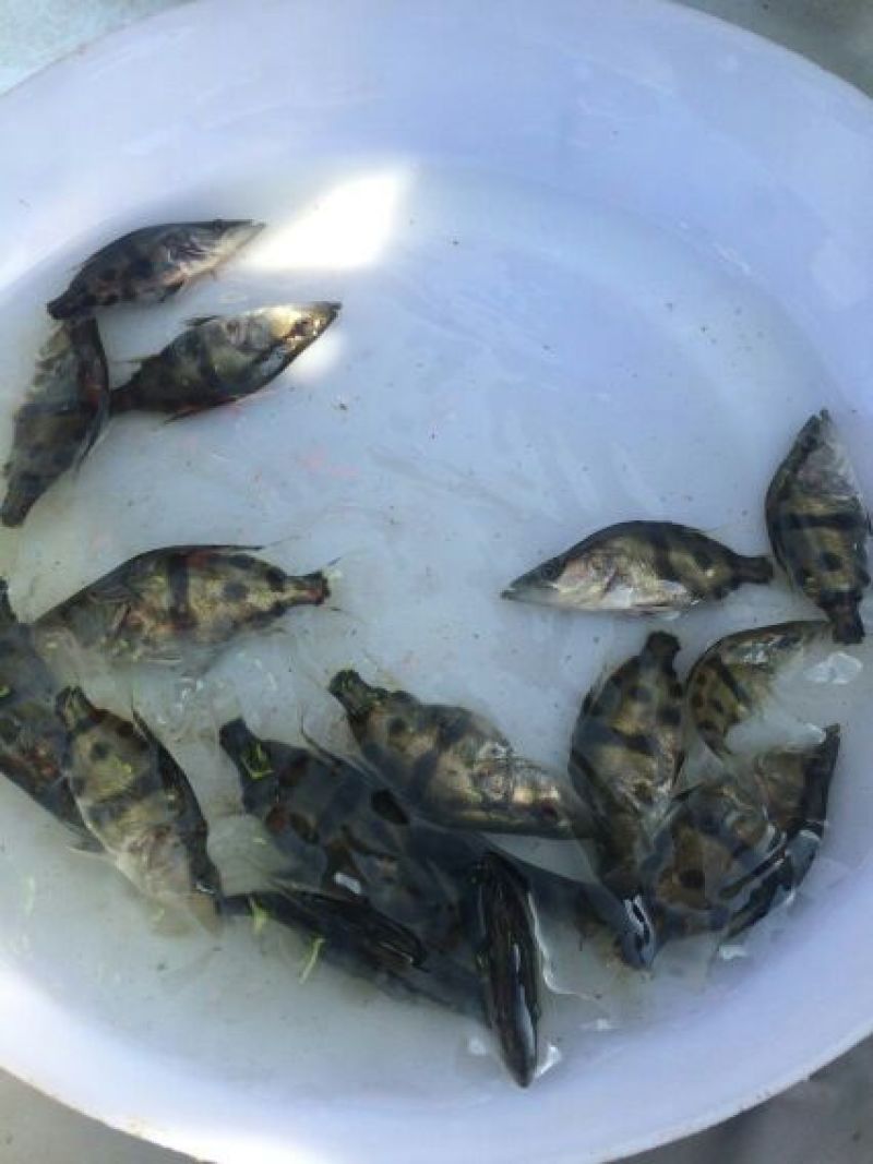 鳜鱼苗桂花鱼苗翘嘴桂花鱼苗斑桂鱼苗