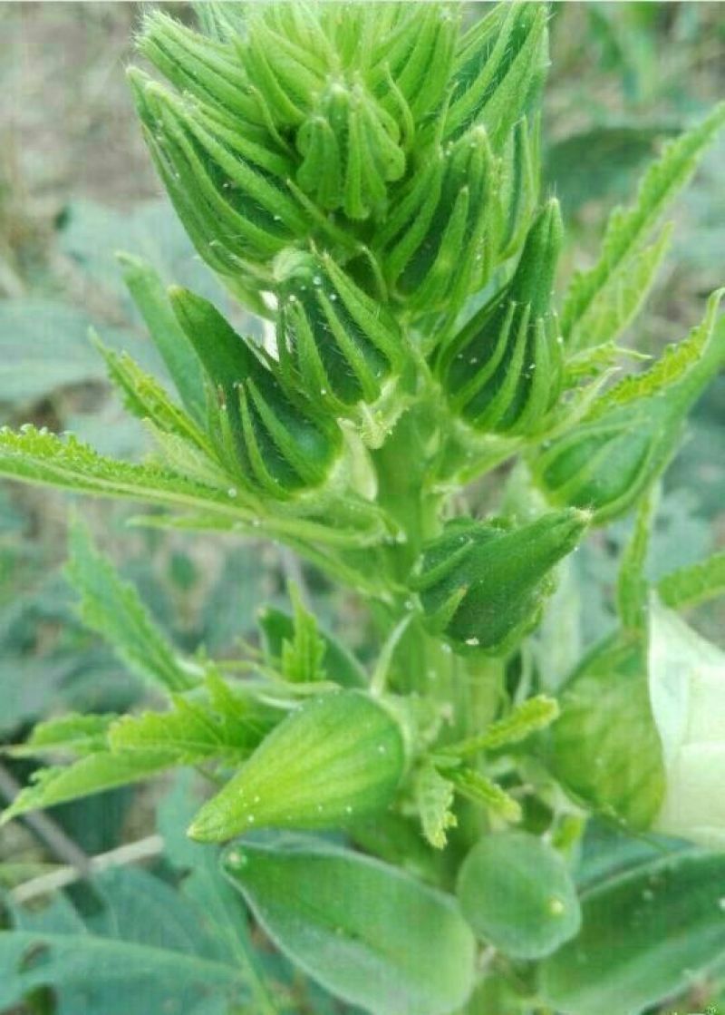 菜枯