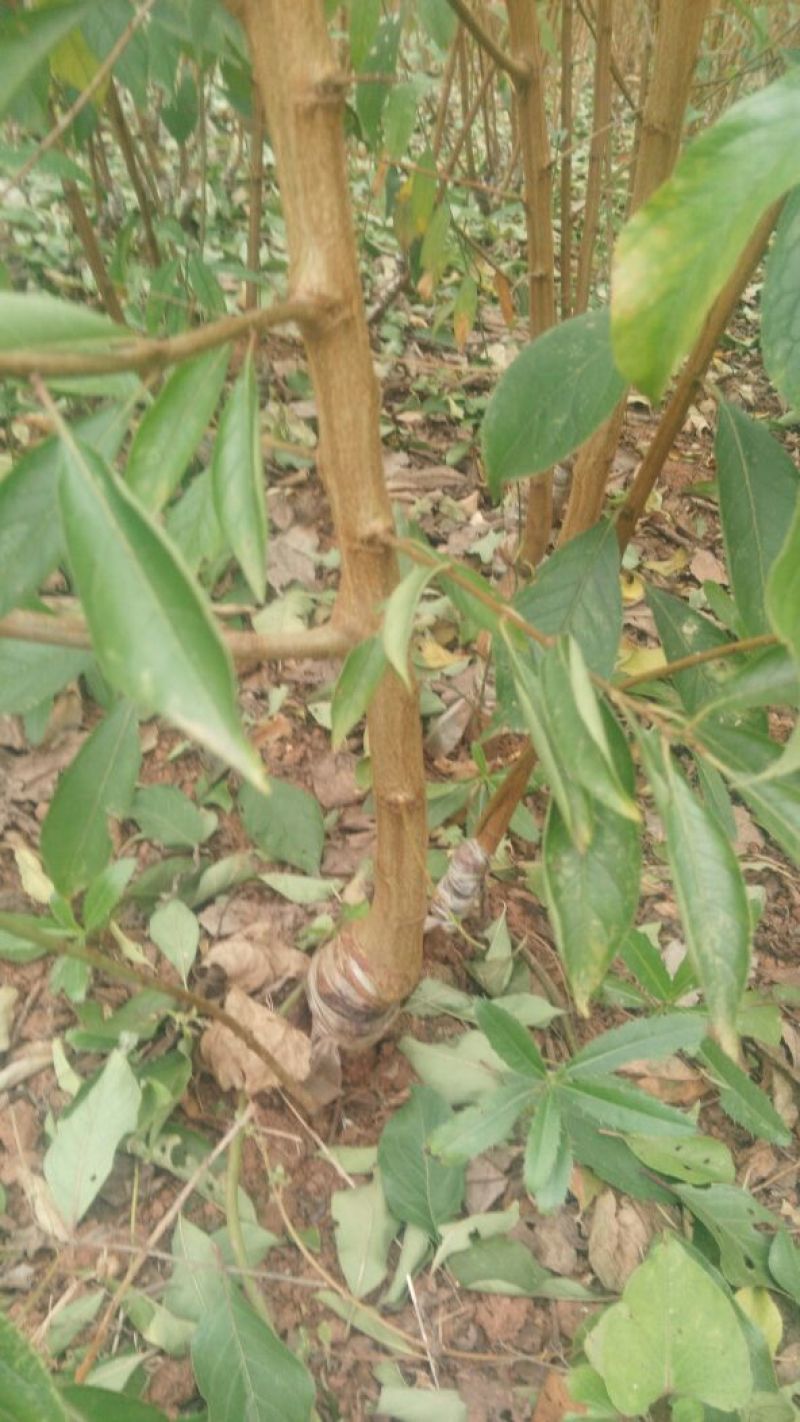 脆红李子树苗50~100cm