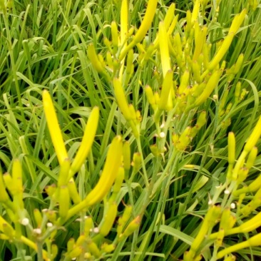 干黄花菜散装一级