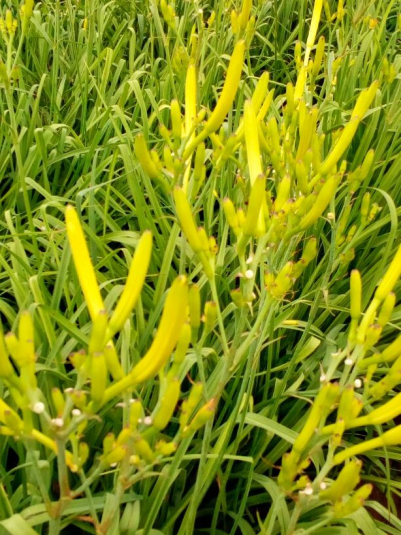 干黄花菜散装一级