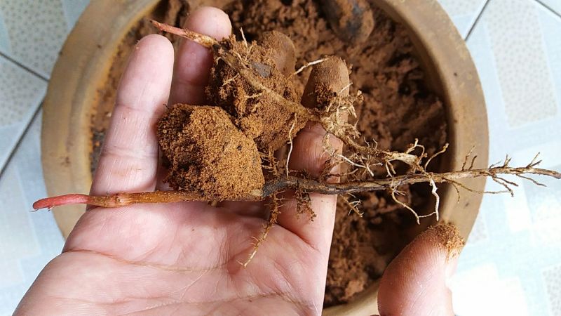 薄皮核桃30mm以上去皮