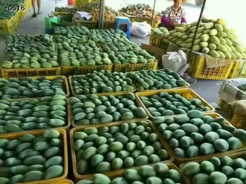 芒果广西百色市田阳县
