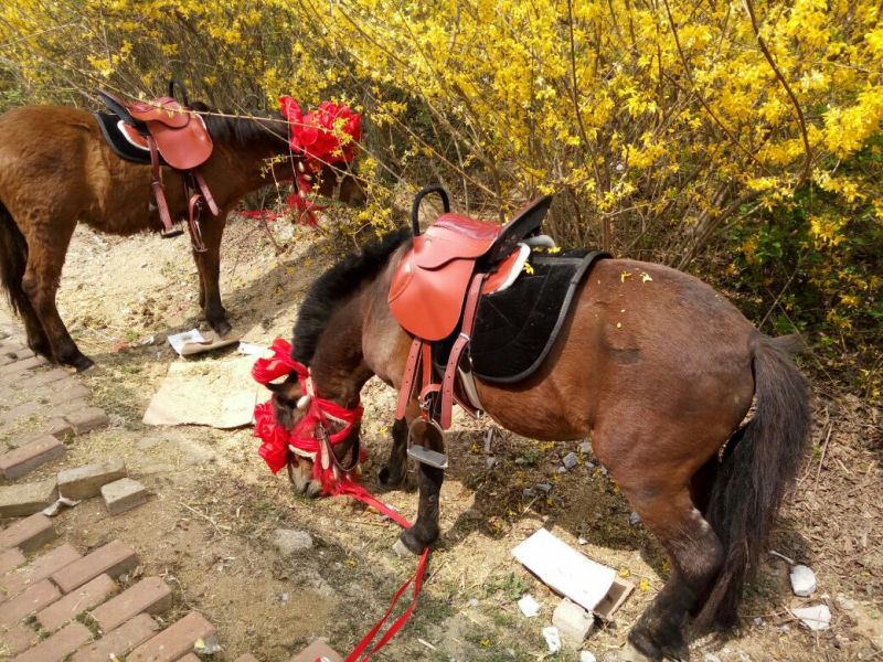 矮马200~300kg