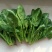 大叶菠菜