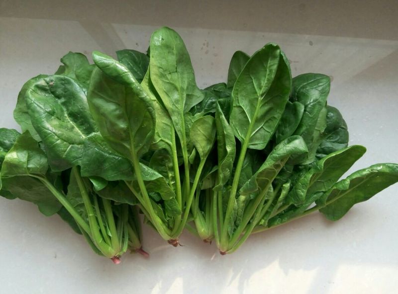 大叶菠菜