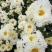 白菊花茶