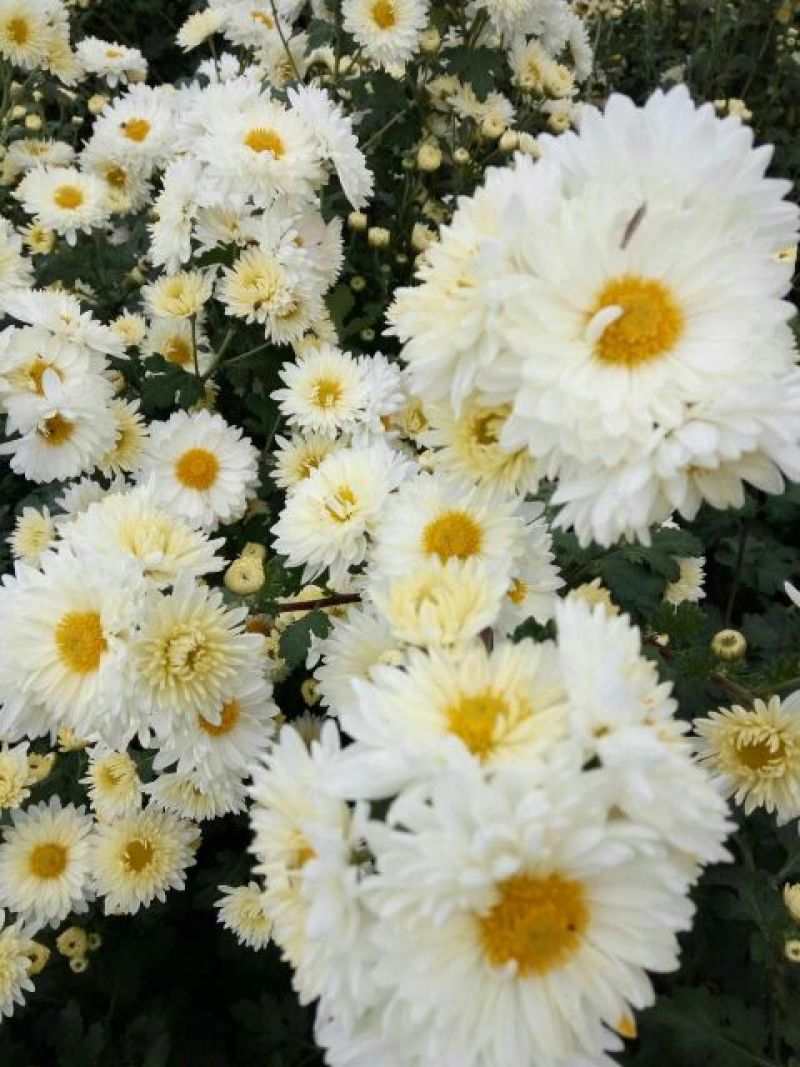 白菊花茶