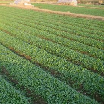 越冬菠菜15~20厘米