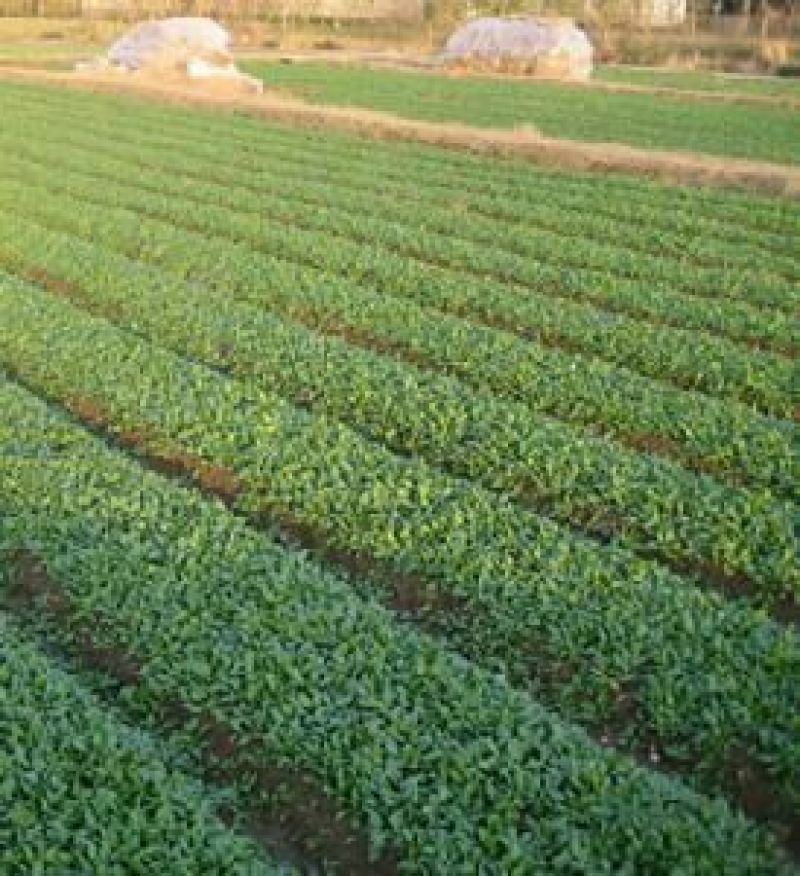 越冬菠菜15~20厘米