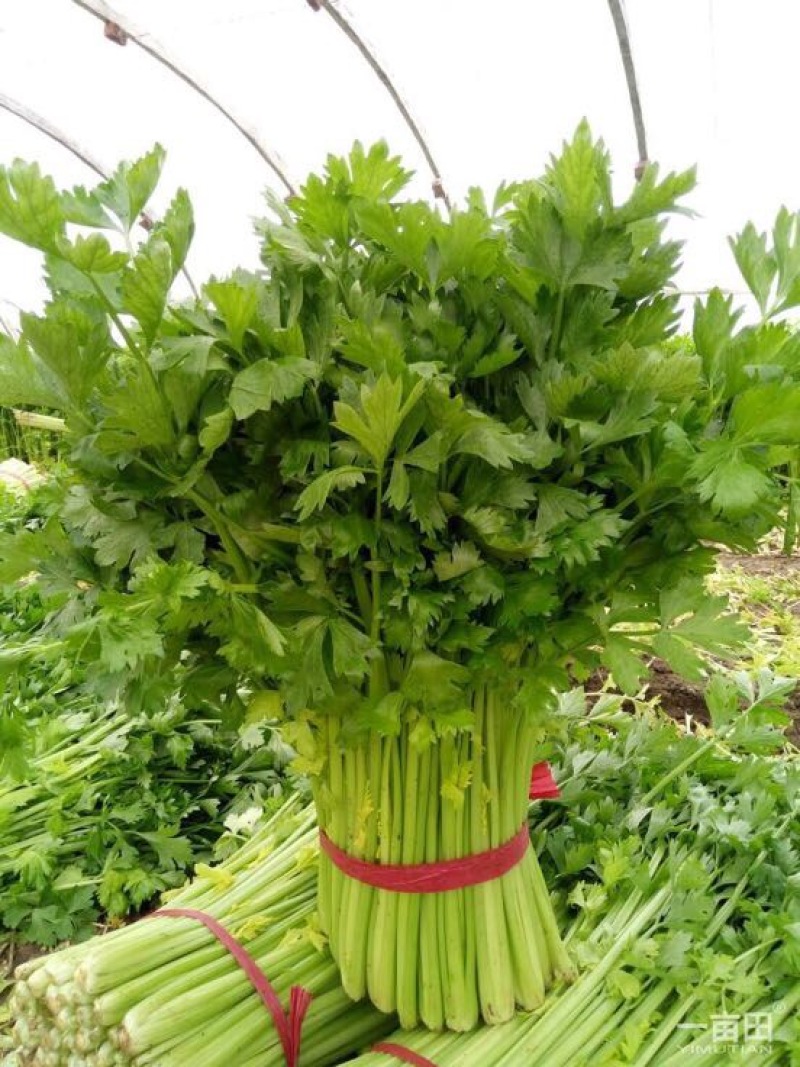 西芹