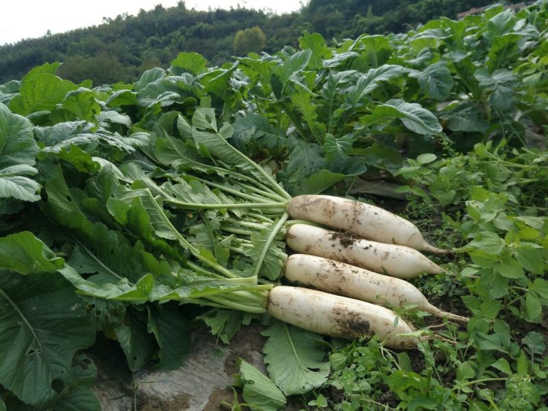 白萝卜1.5~2斤起