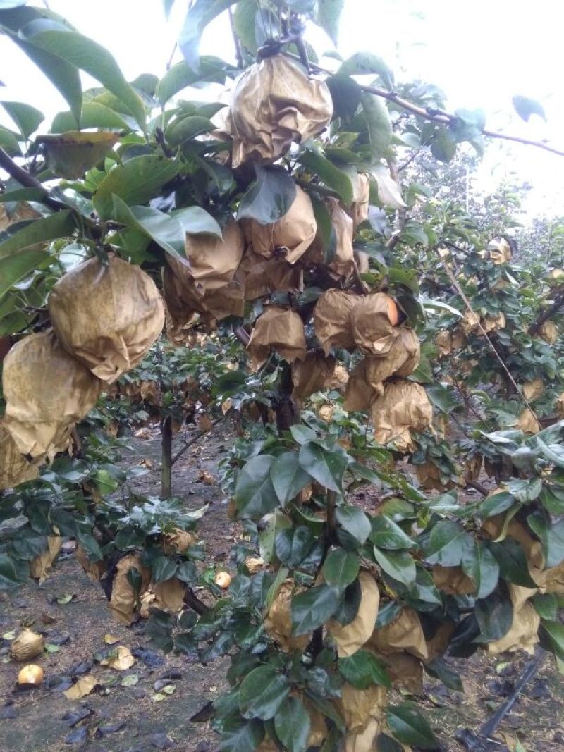 晚秋黄梨纸箱