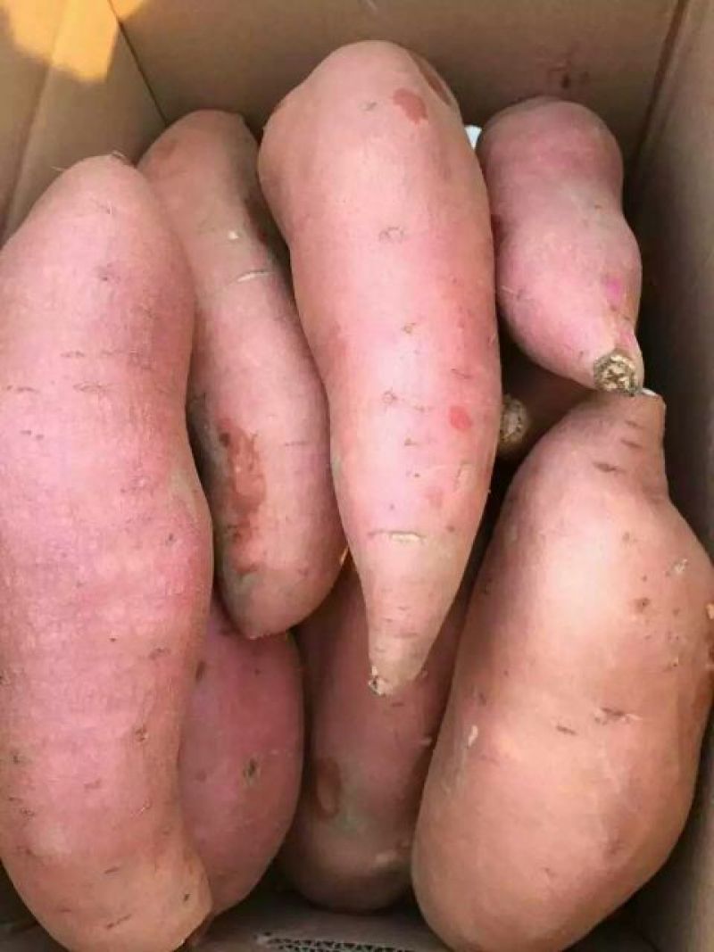 红薯3两以上黄心
