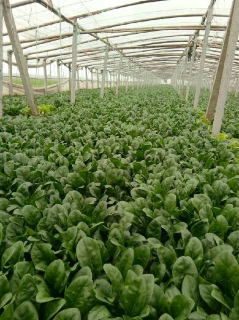 黑叶菠菜20~25厘米