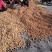 山核桃25mm以下去皮干