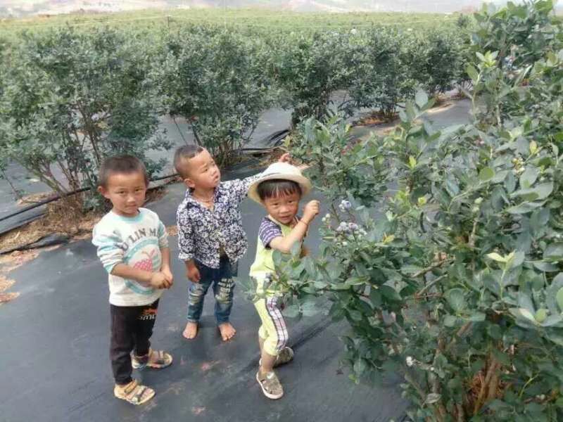 南高丛蓝莓10~12mm以上