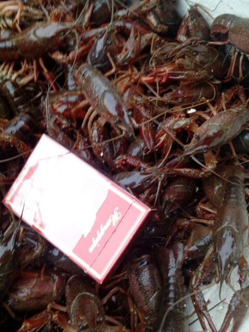 小龙虾食用8~10钱活虾