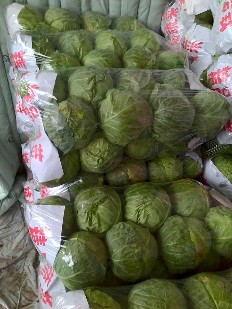 我处甘蓝大量供应，品质好，备有大型冷库，物流交通方便，欢