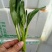 蔬菜