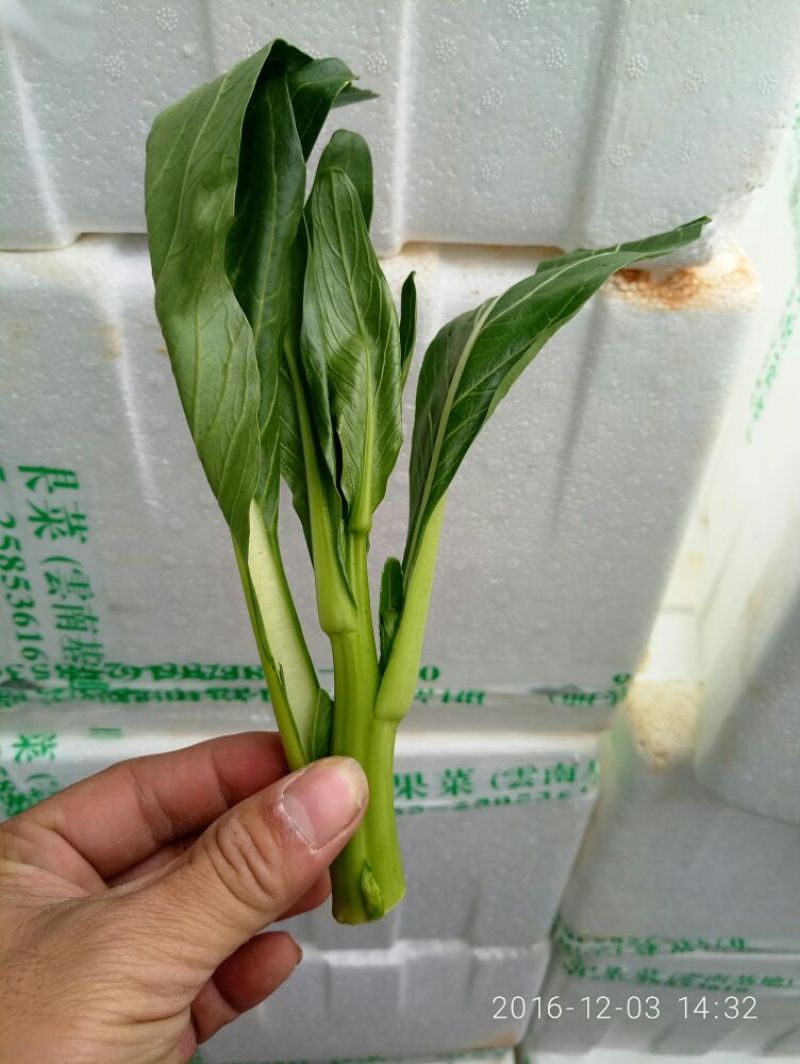 蔬菜