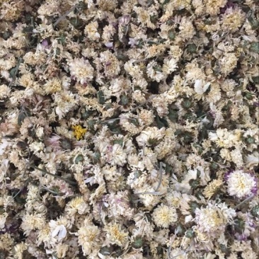 怀菊花