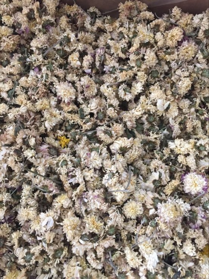 怀菊花