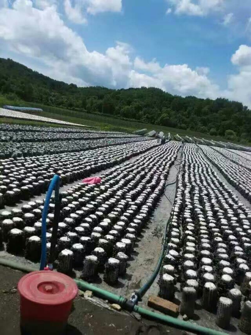 秋耳二级