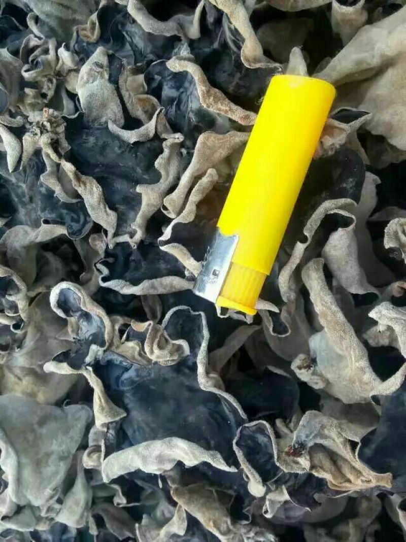 毛木耳等外