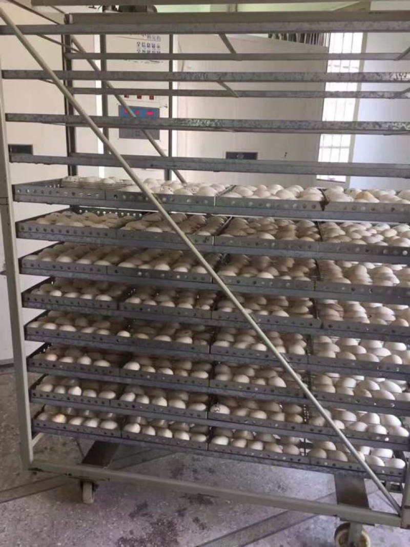 狮头鹅苗