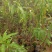 水蜜桃树苗70~90cm