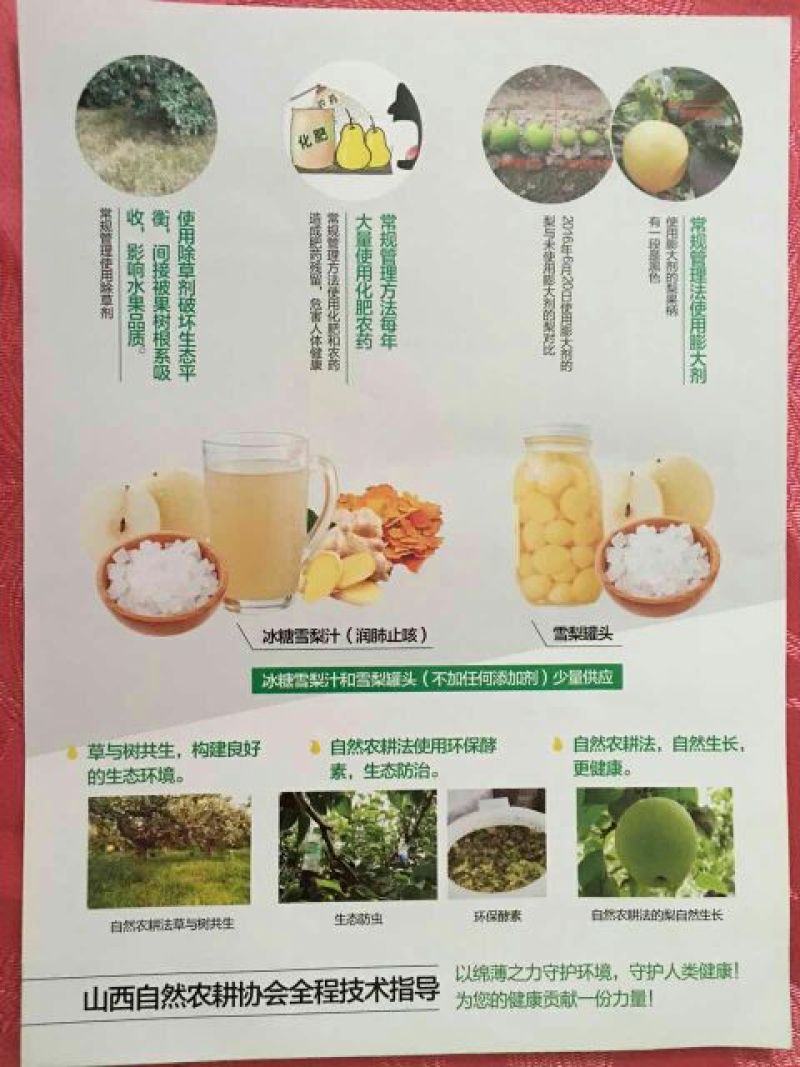 皇冠梨250~300g光果