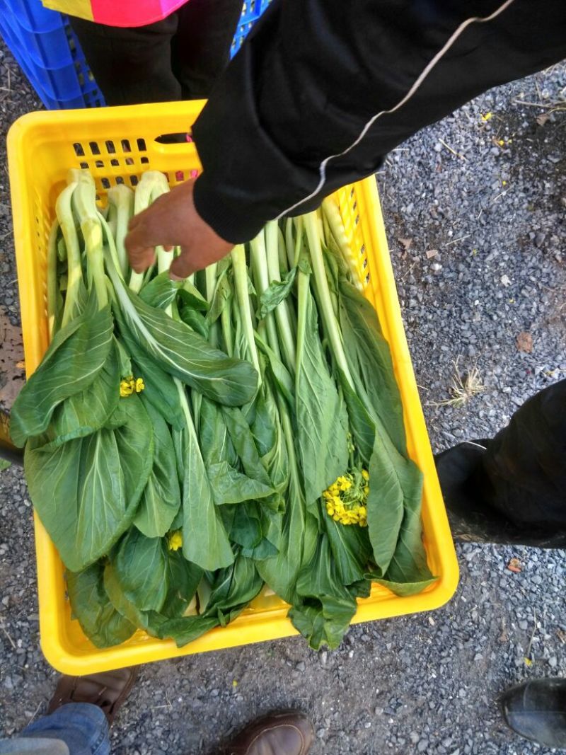 菜苔