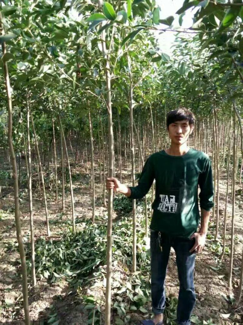 大叶女贞4cm以下