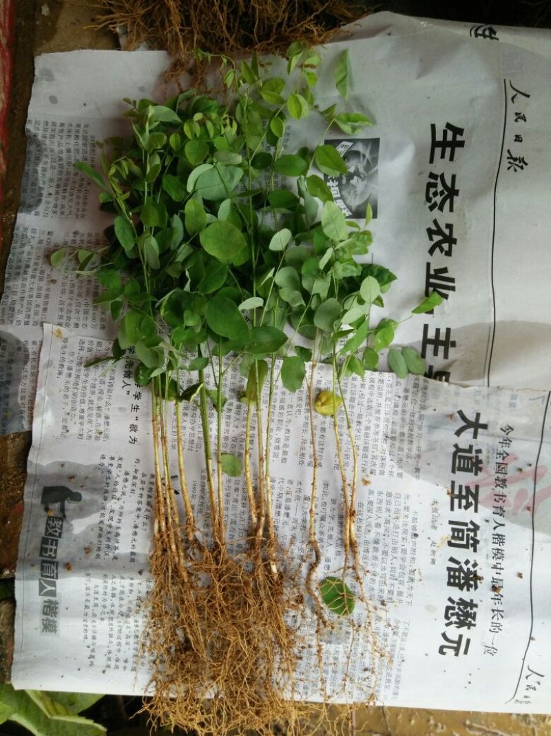 国槐苗槐树苗国槐小苗基地直发现取现发