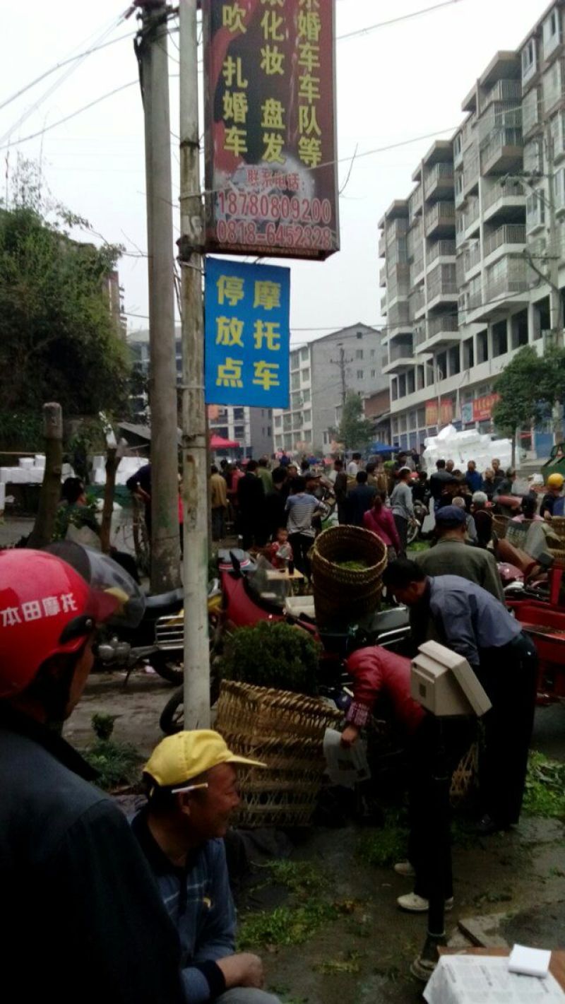 红油香椿10cm以下