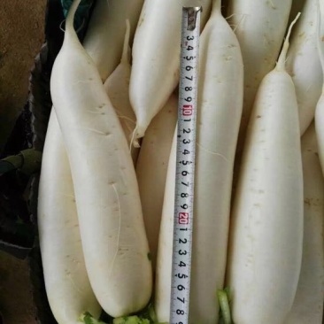 白萝卜