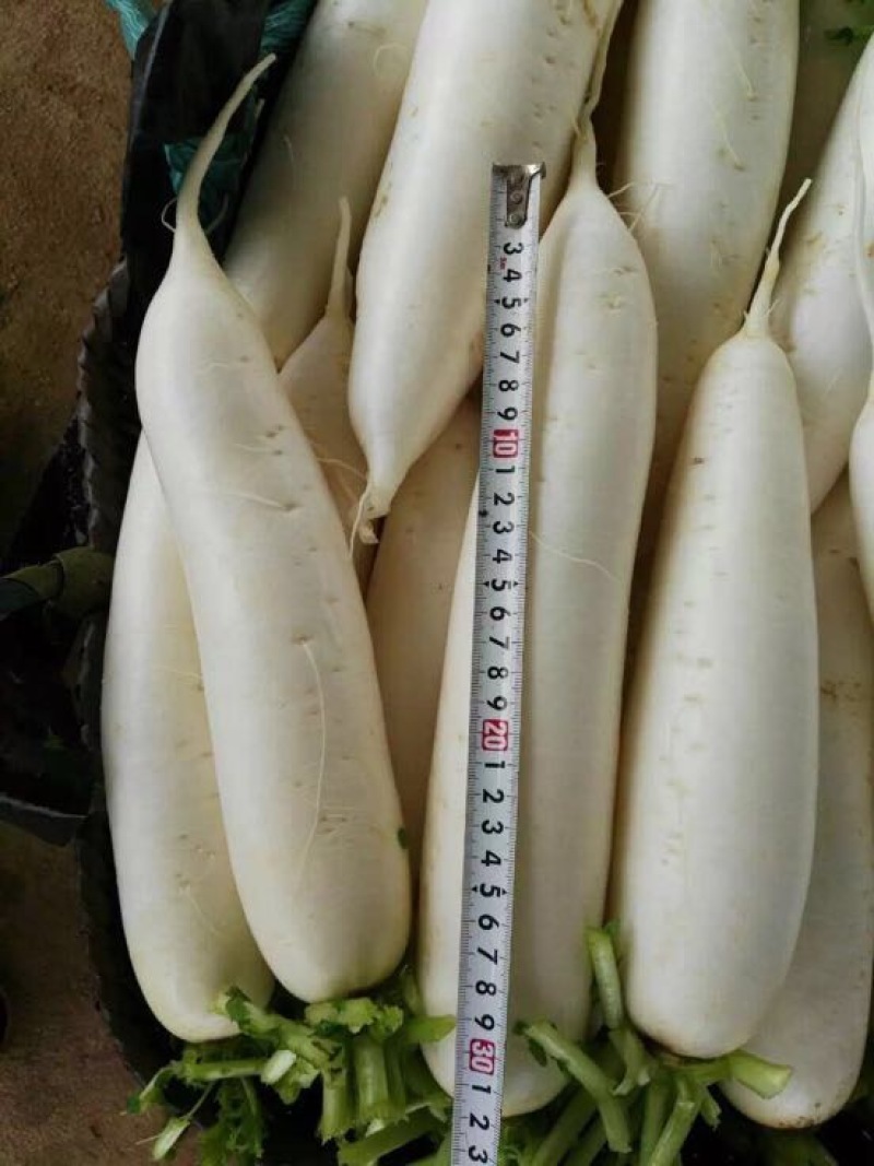 白萝卜