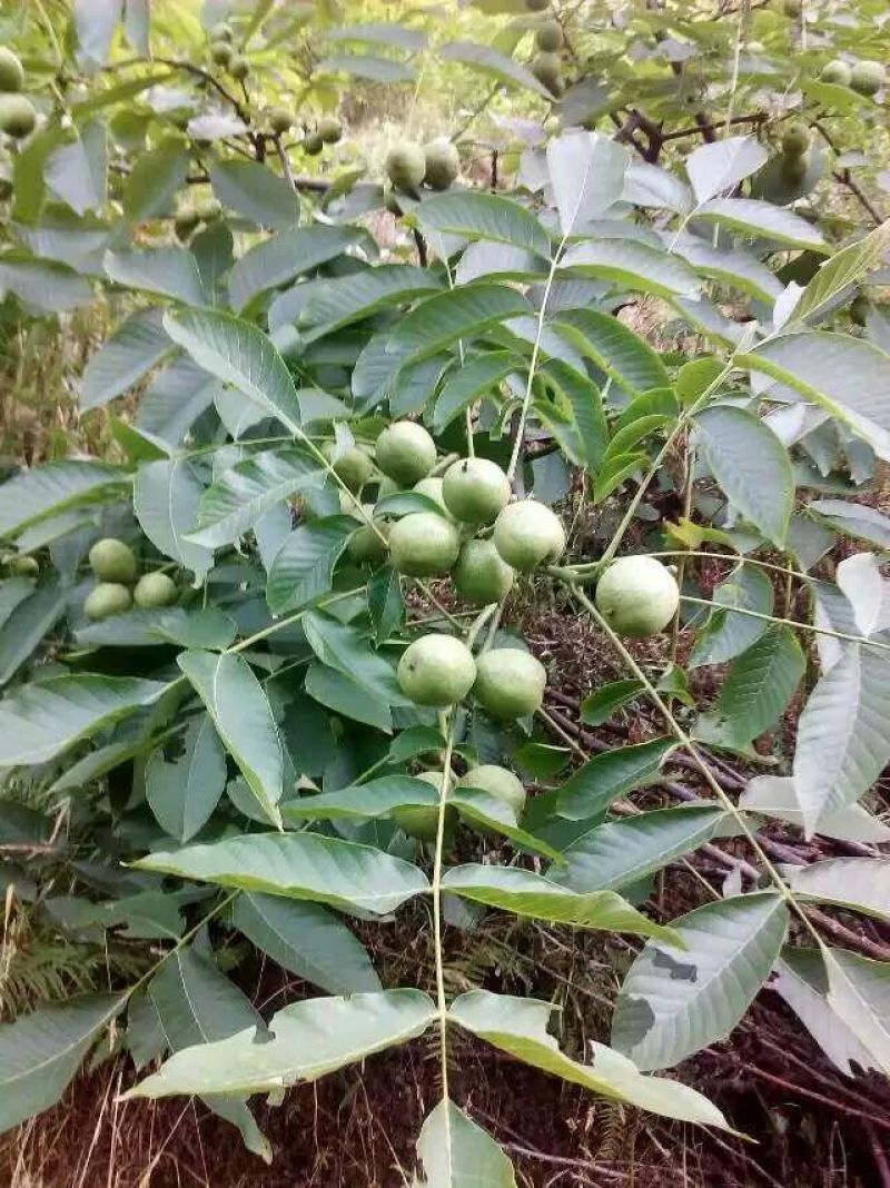8518核桃30mm以上青皮