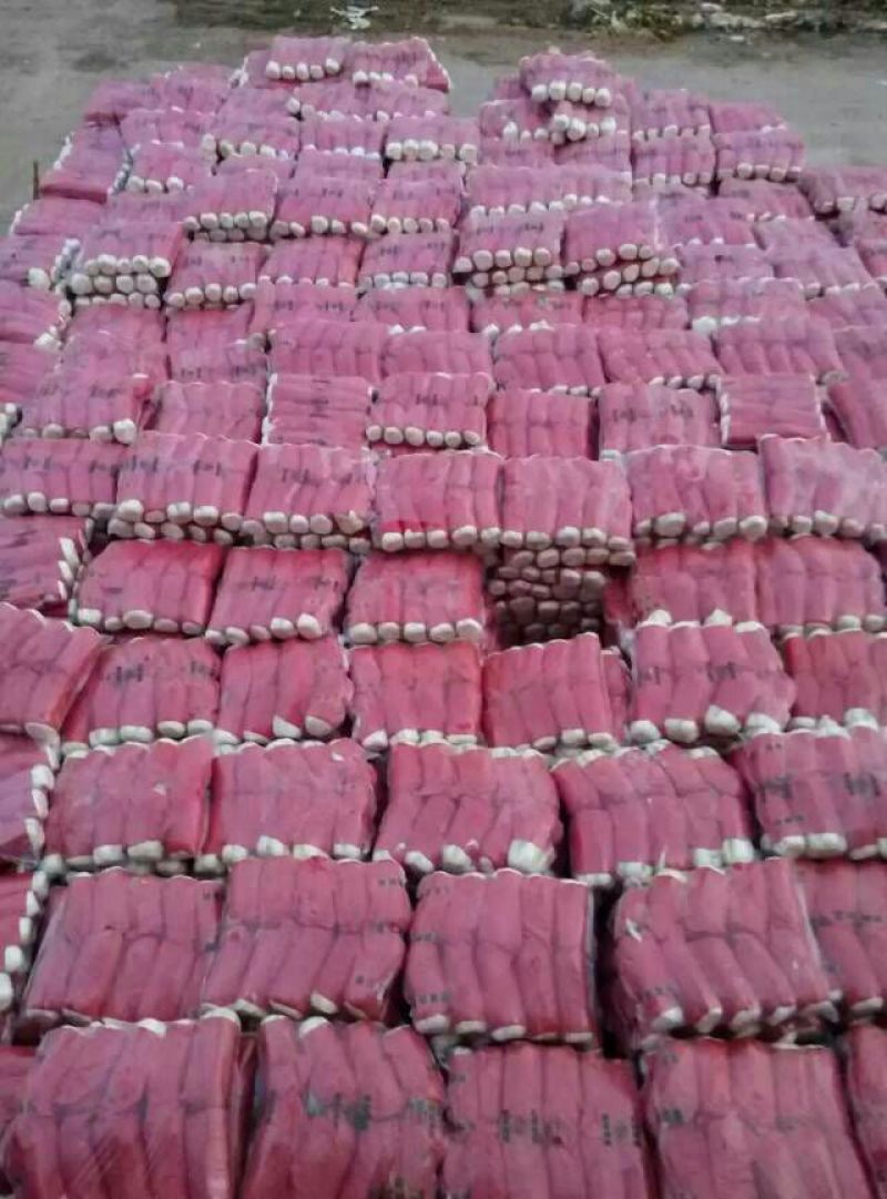 山东肥城精品大白菜北京新三号白菜产地直发一手货源