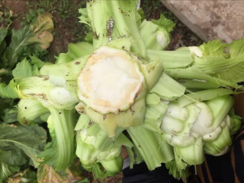 儿菜