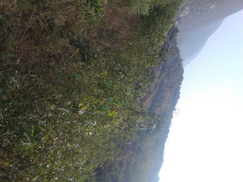 冬枣树苗，山西枣树苗2cm以下4~6cm，占地枣树
