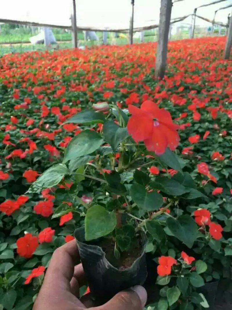 一串红