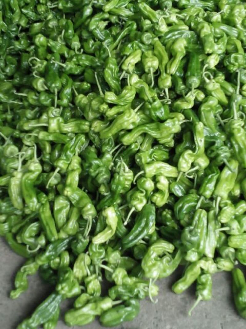 芜湖椒10~15厘米微辣青