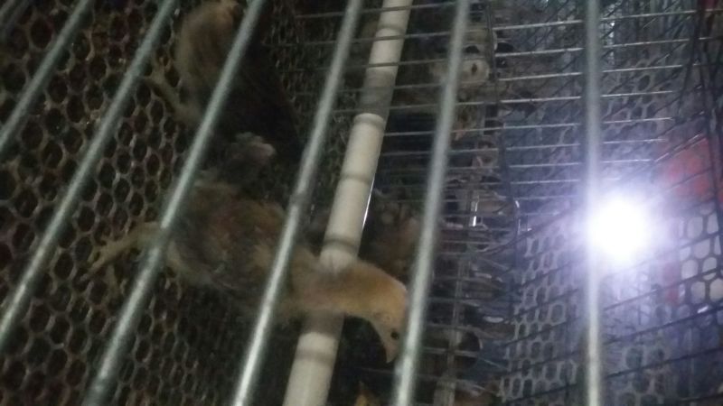华北柴鸡0-50天脱温青年鸡