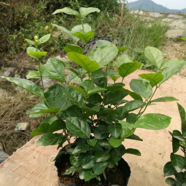 茉莉花含盆