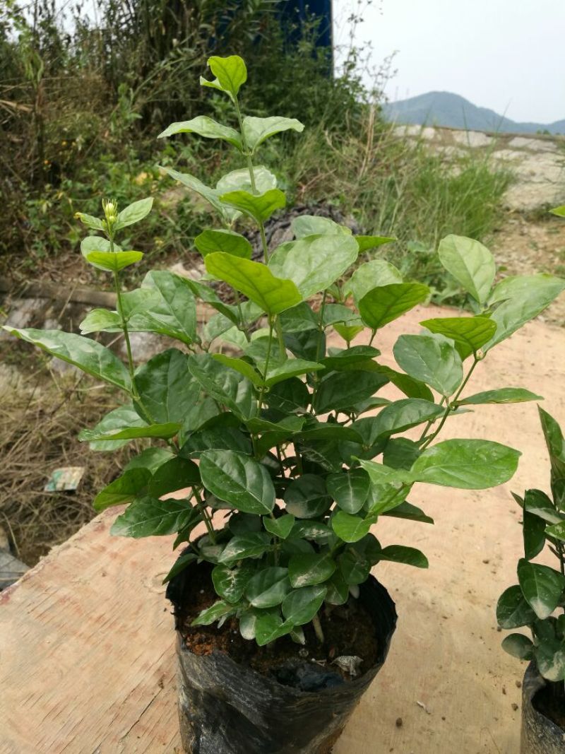 茉莉花含盆