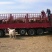 西门塔尔牛犊100~200kg