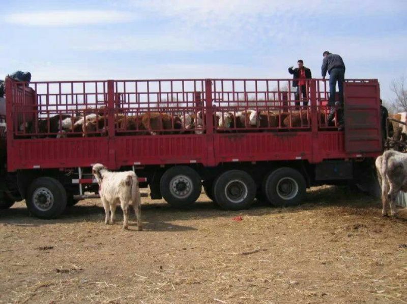 西门塔尔牛犊100~200kg